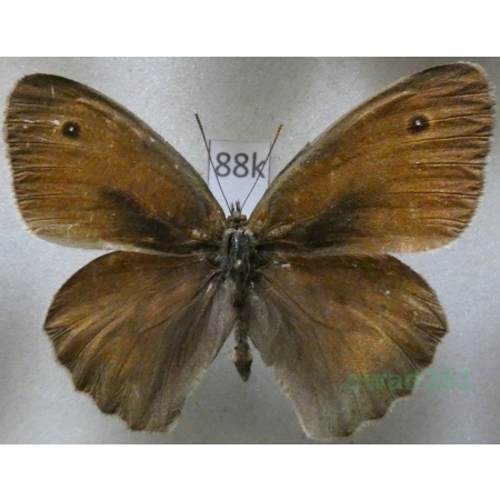 Maniola jurtina persica (Le Cerf, 1912) male Przestrojnik jurtina Irak88k